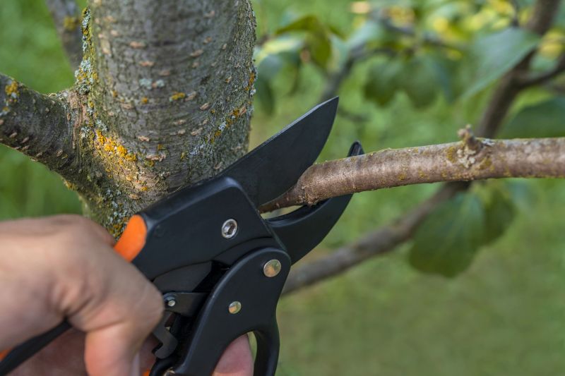 Tree Pruning in Allentown, PA