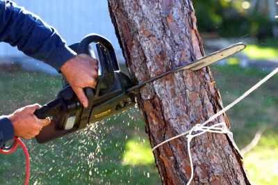 Tree Service in Pottstown, PA
