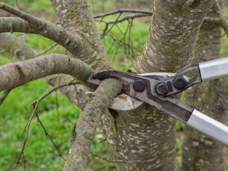 Tree Shearing in Pottstown, PA