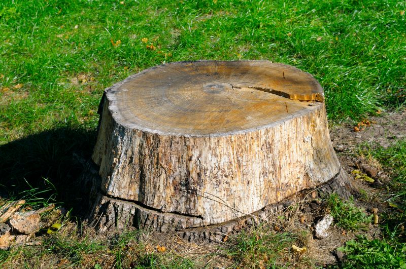 Tree Stump Removal in Waldorf, MD