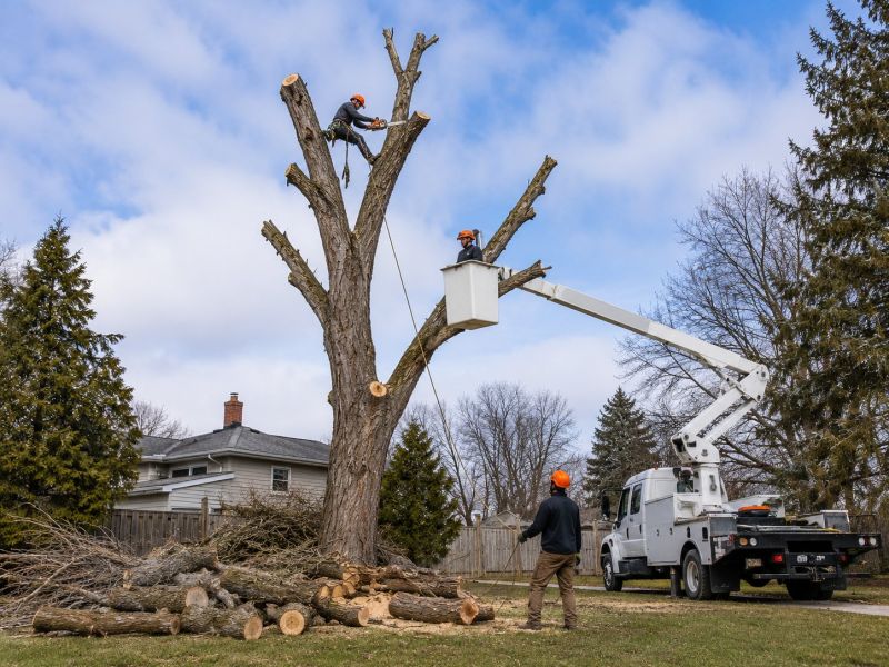 Willow Tree Removal in Doylestown, PA